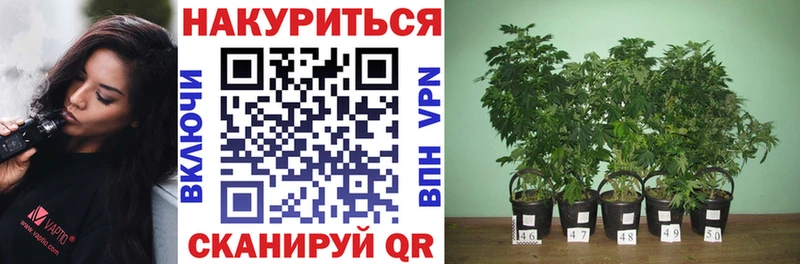 Канабис конопля Ленск